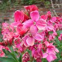 Cheiranthus cheirii 'Giant Pink'
